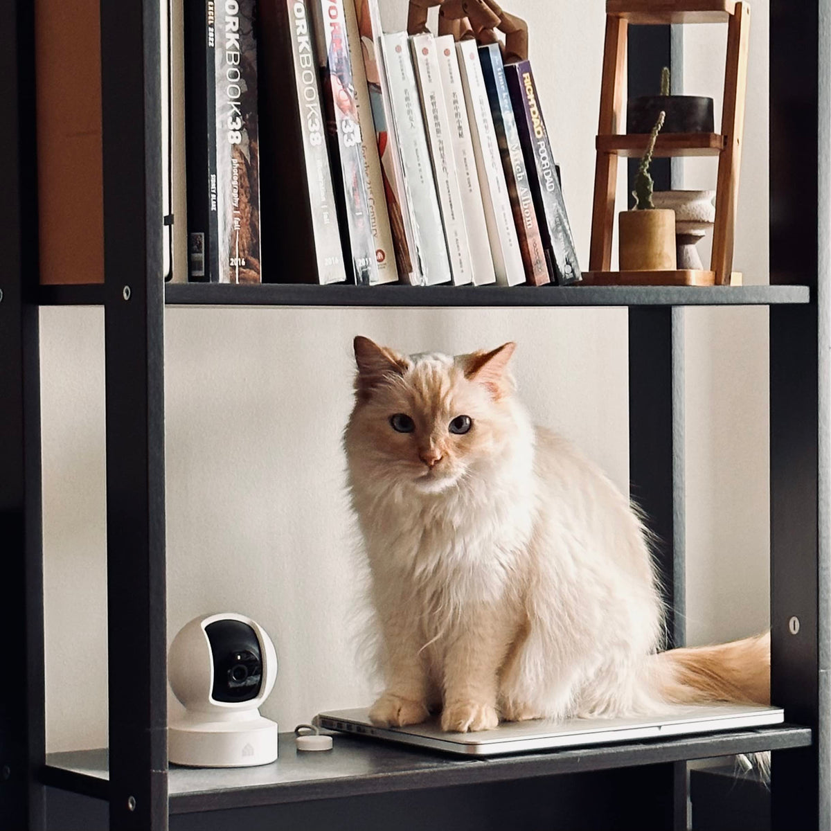 Kasa 1080p Indoor Pan/Tilt Wired Security Camera - Works as a Baby & Pet Monitor, Motion Detection & Tracking, 2-Way Audio, Night Vision